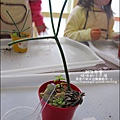 媽咪小太陽親子聚會-2011-0110-綠色-多肉植物 (15).jpg