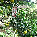 2010-1118  大湖-薑麻園-聖衡宮 (29).jpg