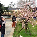 2011-0223-新竹公園-賞櫻花 (8).jpg