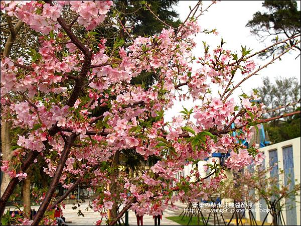 2011-0223-新竹公園-賞櫻花 (7).jpg