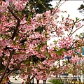 2011-0223-新竹公園-賞櫻花 (7).jpg