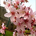 2011-0223-新竹公園-賞櫻花 (2).jpg