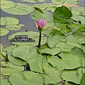 2010-0620-新屋花海農場 (12).jpg
