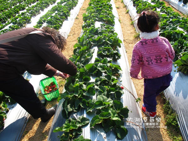 2011-0102-大湖採草莓 (4).jpg