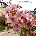 2011-0223-新竹公園-賞櫻花 (1).jpg