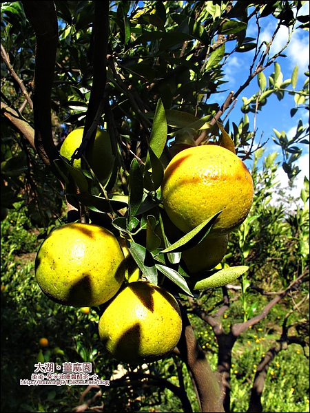 2010-1118  大湖-薑麻園-聖衡宮 (31).jpg