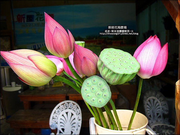 2010-0620-新屋花海農場 (20).jpg