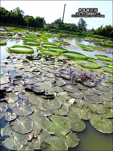 吳厝楊家莊-2010-0815 (5).jpg