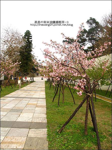 2011-0223-新竹公園-賞櫻花 (3).jpg