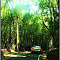 油桐花坊-二旁有竹林.jpg