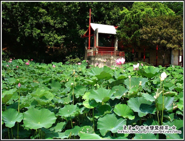 靜心湖-蓮花池.jpg