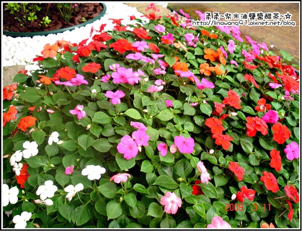 3月花園裡的鳳仙花.jpg