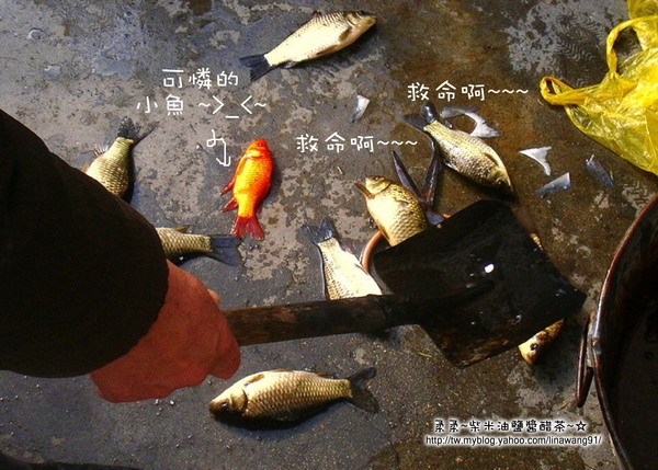 大陸-青島-可憐的魚.jpg