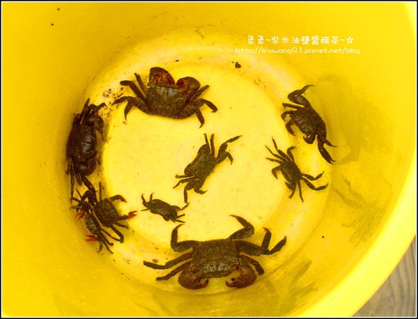 2009-0803新豐紅毛港紅樹林遊憩區-釣到好多螃蟹.jpg