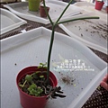 媽咪小太陽親子聚會-2011-0110-綠色-多肉植物 (12).jpg
