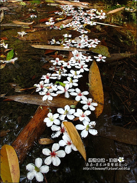 2010-0421-紙糊古道-油桐花之旅 (10).jpg