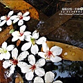 2010-0421-紙糊古道-油桐花之旅 (12).jpg
