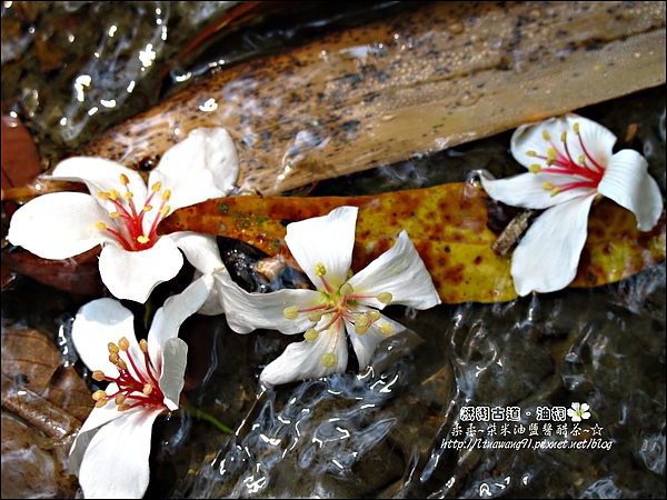 2010-0421-紙糊古道-油桐花之旅 (16).jpg