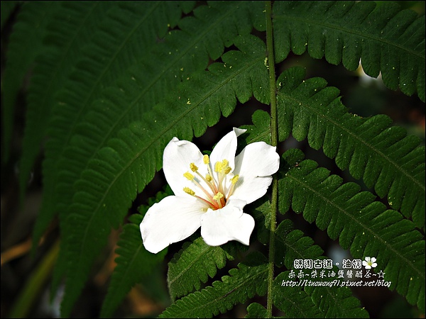 2010-0421-紙糊古道-油桐花之旅 (19).jpg