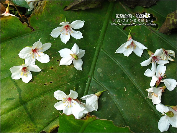 2010-0421-紙糊古道-油桐花之旅 (21).jpg