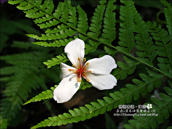 2010-0421-紙糊古道-油桐花之旅 (23).jpg