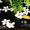 2010-0421-紙糊古道-油桐花之旅 (35).jpg