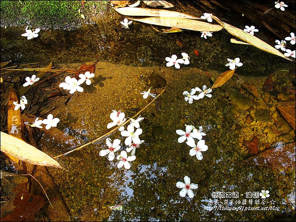 2010-0421-紙糊古道-油桐花之旅 (38).jpg