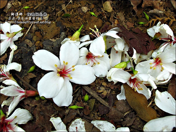 2010-0421-苗栗縣獅潭鄉-相遇桐花林 (16).jpg