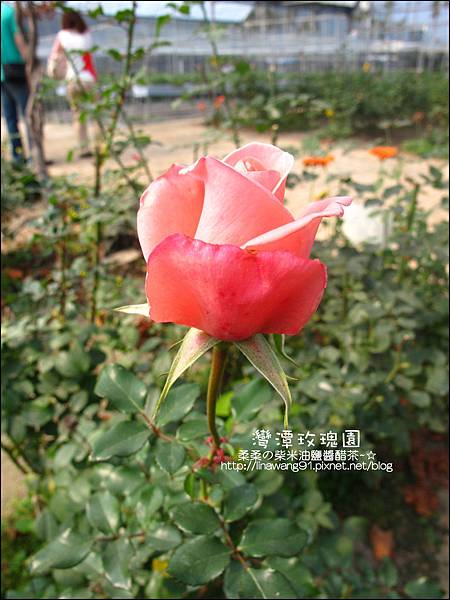 2011-0226-灣潭玫瑰草莓園 (13).jpg
