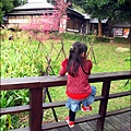 2011-0223-新竹公園-賞櫻花 (18).jpg
