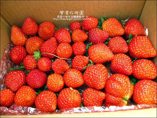 2011-0226-灣潭玫瑰草莓園 (17).jpg