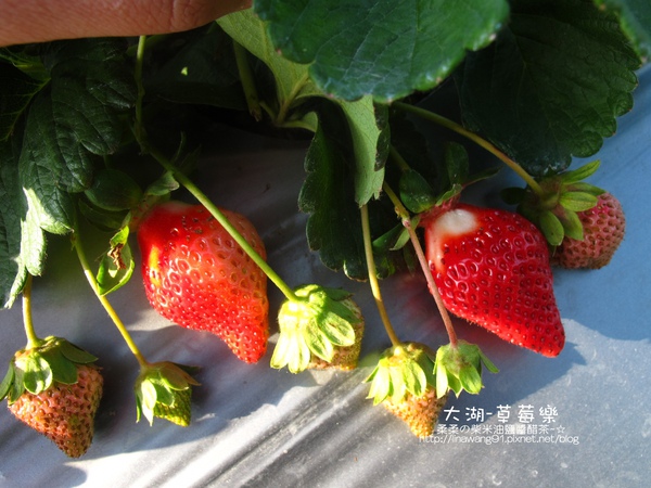 2011-0102-大湖採草莓 (2).jpg