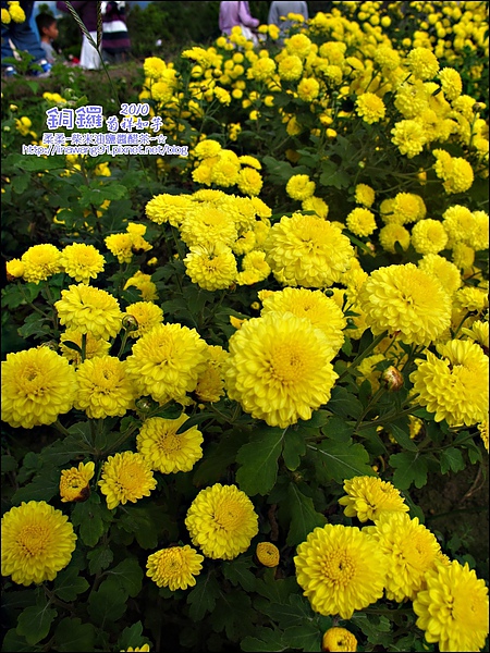 2010-1114-2010-銅鑼-杭菊芋頭節 (23).jpg