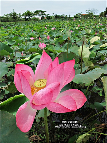 2010-0620-新屋蓮園 (11).jpg