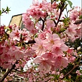 2011-0223-新竹公園-賞櫻花 (6).jpg