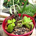 媽咪小太陽親子聚會-2011-0110-綠色-多肉植物 (23).jpg