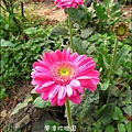 2011-0226-灣潭玫瑰草莓園 (9).jpg