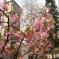 2011-0223-新竹公園-賞櫻花 (5).jpg