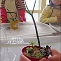 媽咪小太陽親子聚會-2011-0110-綠色-多肉植物 (16).jpg