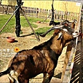 2010-0328-向陽農場 (13).jpg