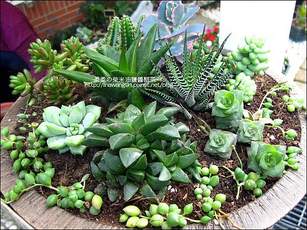 我家の花園 自己動手diy 多肉植物 仙人掌 組合盆栽 11 0314 柔柔の柴米油鹽醬醋茶 痞客邦 我家の花園 自己動手diy 多肉植物 仙人掌 組合盆栽 11 0314 柔柔の柴米油鹽醬醋茶 痞客邦