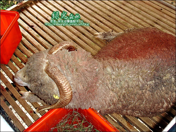 2010-0324-桃園-綠光森林 (17).jpg