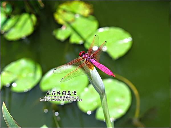 2010-0531-苗栗卓蘭-花露休閒農場 (16).jpg