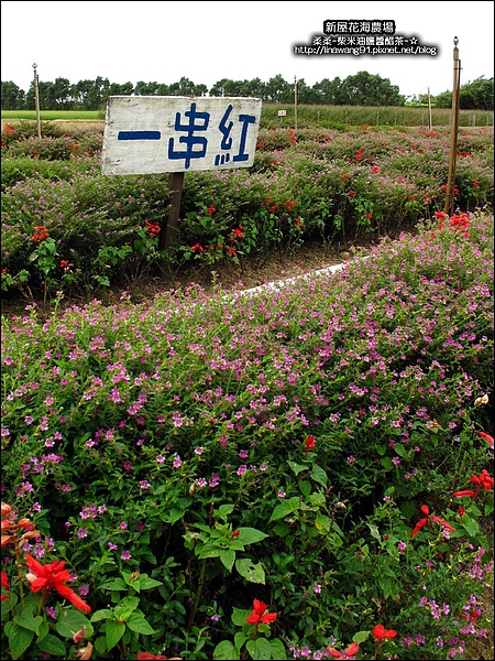 2010-0620-新屋花海農場 (8).jpg