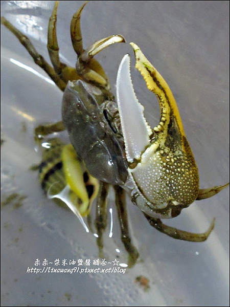 2010-0531-香山濕地-沼潮蟹與螺 (2).jpg
