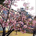 2011-0223-新竹公園-賞櫻花 (20).jpg