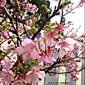 2011-0223-新竹公園-賞櫻花 (21).jpg