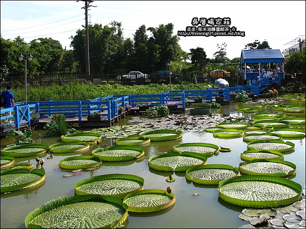 吳厝楊家莊-2010-0815 (7).jpg