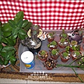 媽咪小太陽親子聚會-2011-0110-綠色-多肉植物 (24).jpg