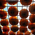2010-1026~1102-新埔-金漢柿餅 (16).jpg